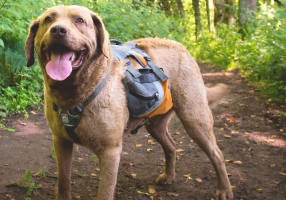 prepper dog