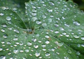 rain leaf