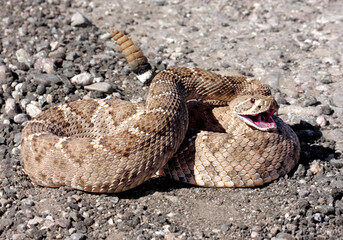 rattlesnake