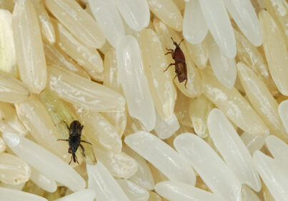 This type of very small beetles infests uncooked rice.