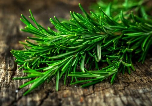 Rosemary is a delightful herb that also contains many important health benefits.  As one of my favorite herbs to flavor food, having rosemary around is essential! But living in a very cold wintery climate often makes growing it difficult, but it can be done, and is well worth your effort!