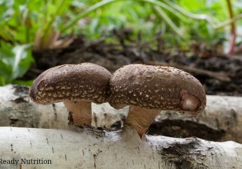 shiitake-mushroom