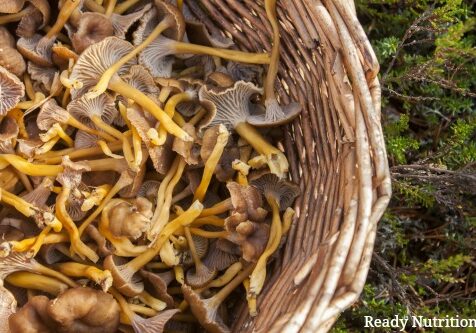 Wicker basket full of yellowfoot, in the forrest