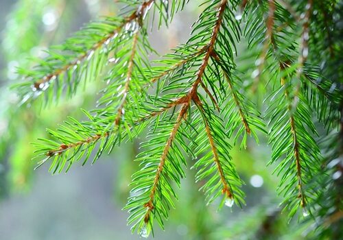 water on evergreens