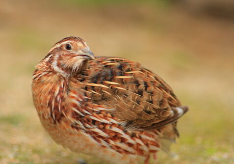 quail