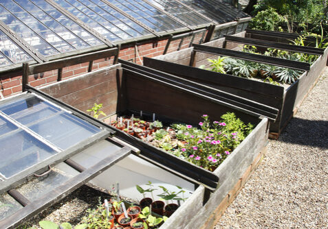 cold frame in the garden