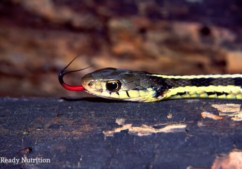 Garter Snake 