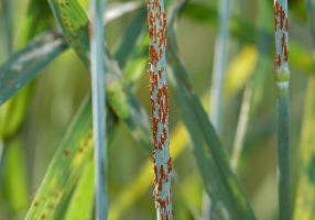 stem rust wikimedia