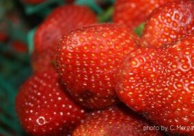 strawberries