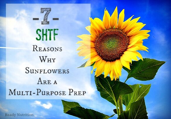 sunflowershtf