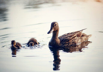 We've taken to owning ducks like ducks to water! It's cute cliche, but I also have some advice for new duck owners looking to improvise or DIY a watering situation or pool for them to swim in.  Because let's be real: ducks take to the water, and therefore, their water is everywhere!