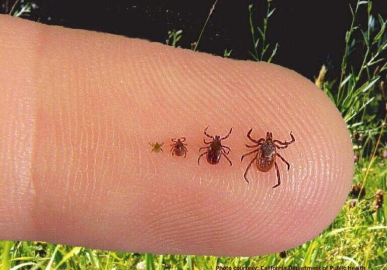 ticks