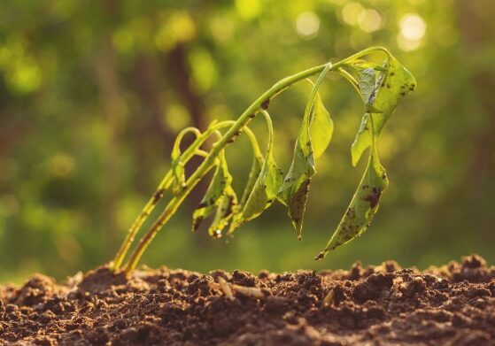 If the plants in your garden are not getting enough water, then they are also not getting enough nutrients to grow. Underwatering your plant is one of the worst things that can happen to your garden, but there are a few simple ways to tell if this is the case and we’ve got a few suggestions to make sure it never happens again!