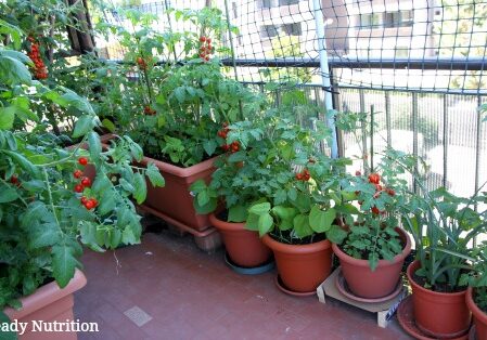 fantastic growing TOMATOES on the terrace of the apartment building in the city