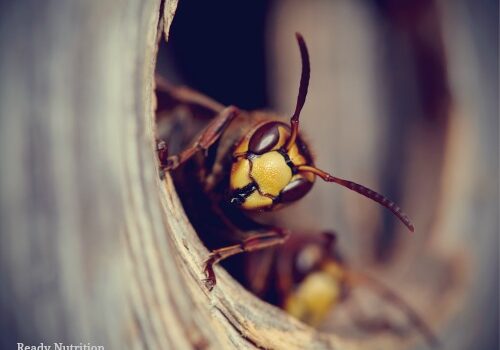 wasp