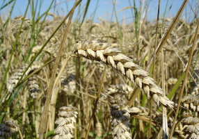 wheat wikimedia