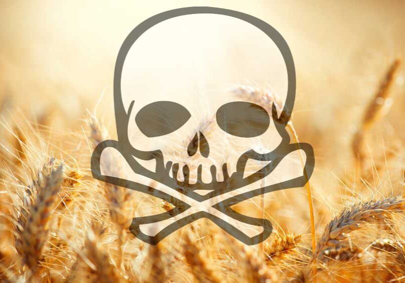 wheat_destroys_health