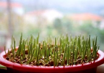 Wheatgrass has so many remarkable health benefits! It's now available in liquid and powder form too, but perhaps the best way to use it is to grow it during the winter months!