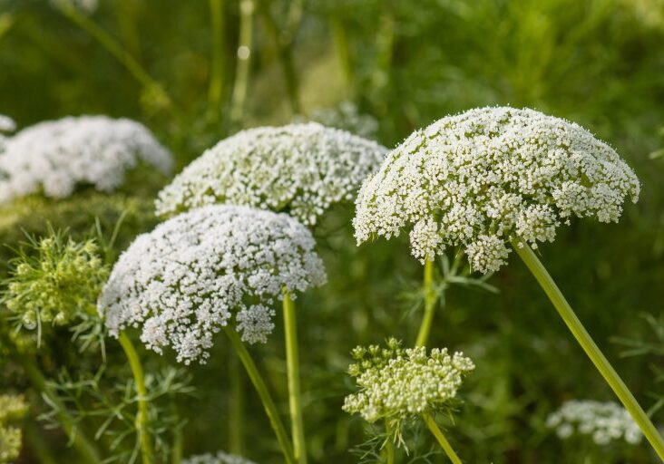 Yarrow isn't as well-known as other medicinal herbs such as echinacea or peppermint, but it's nonetheless a useful tool for a more natural approach to health and wellness. Yarrow's uses range from aiding in clearing blood clots to menstrual issues. It can also be used cosmetically!